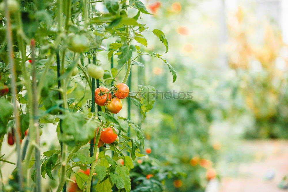 Image, Stock Photo urban gardening bio zucchini