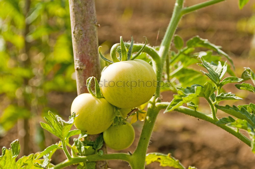 Similar – wax tomato Food Vegetable