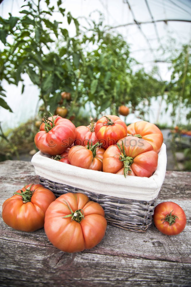 Similar – Picked tomatoes in crates