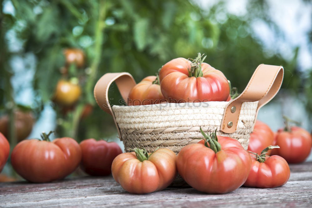 Similar – Picking tomatoes in basket