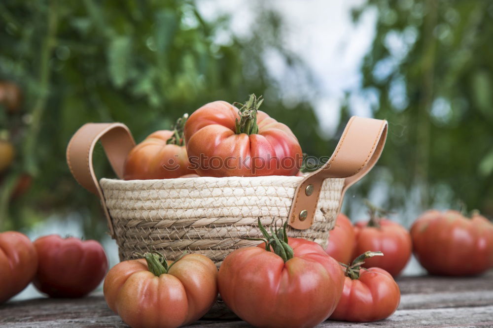 Similar – Picking tomatoes in basket