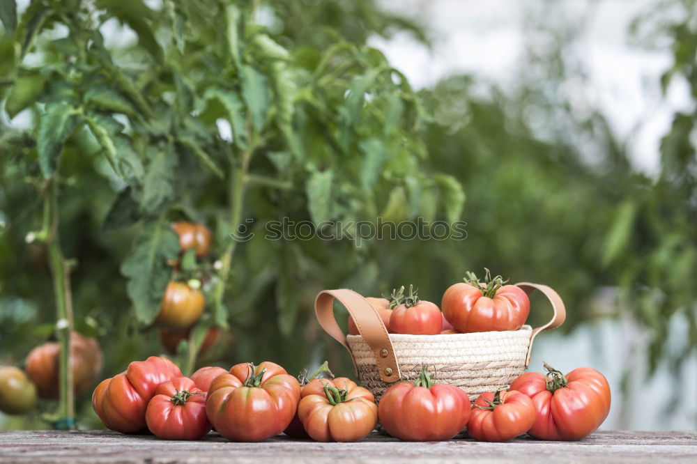 Similar – Image, Stock Photo Picking tomatoes in basket