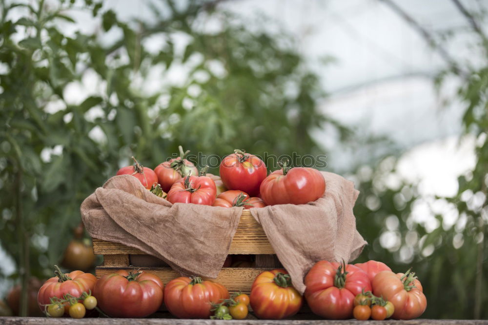 Similar – Image, Stock Photo Dated tomatoes on a shrub