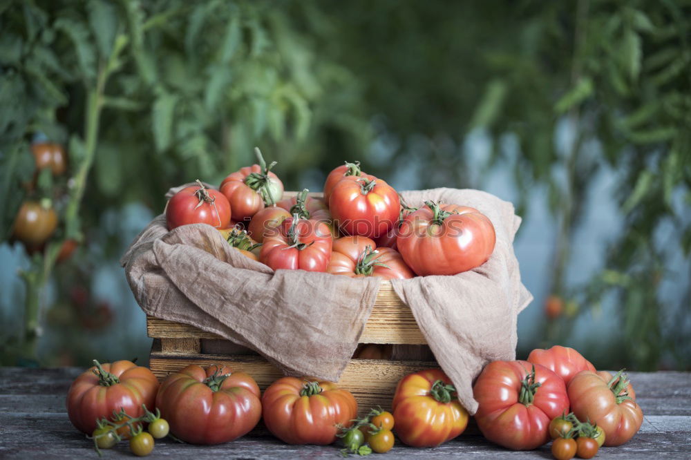 Similar – Image, Stock Photo Picking tomatoes in basket