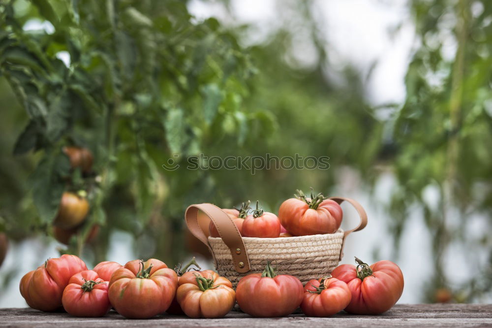 Similar – Picking tomatoes in basket