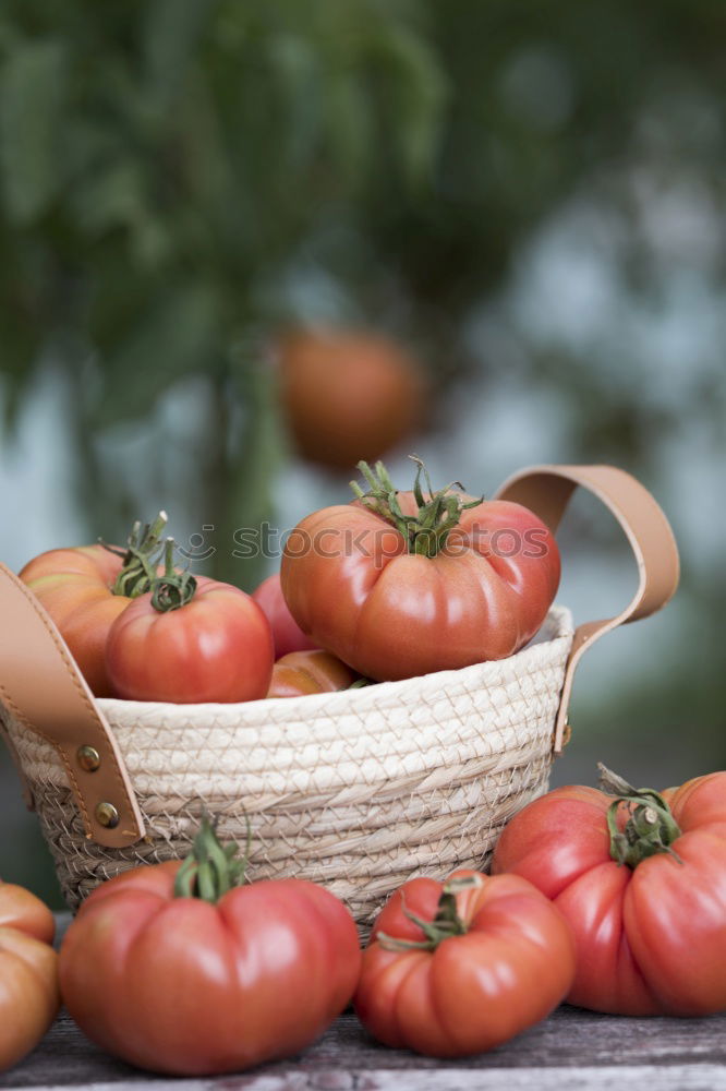 Similar – Picking tomatoes in basket