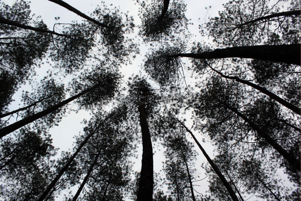 Similar – Image, Stock Photo Inverted forest world