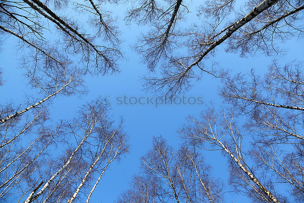 Similar – Bäume Baum grün Sommer