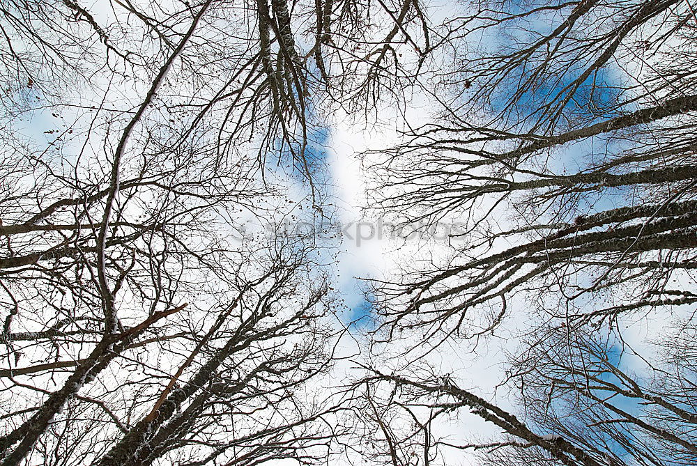 Similar – Image, Stock Photo Treetops XIV Autumn Forest