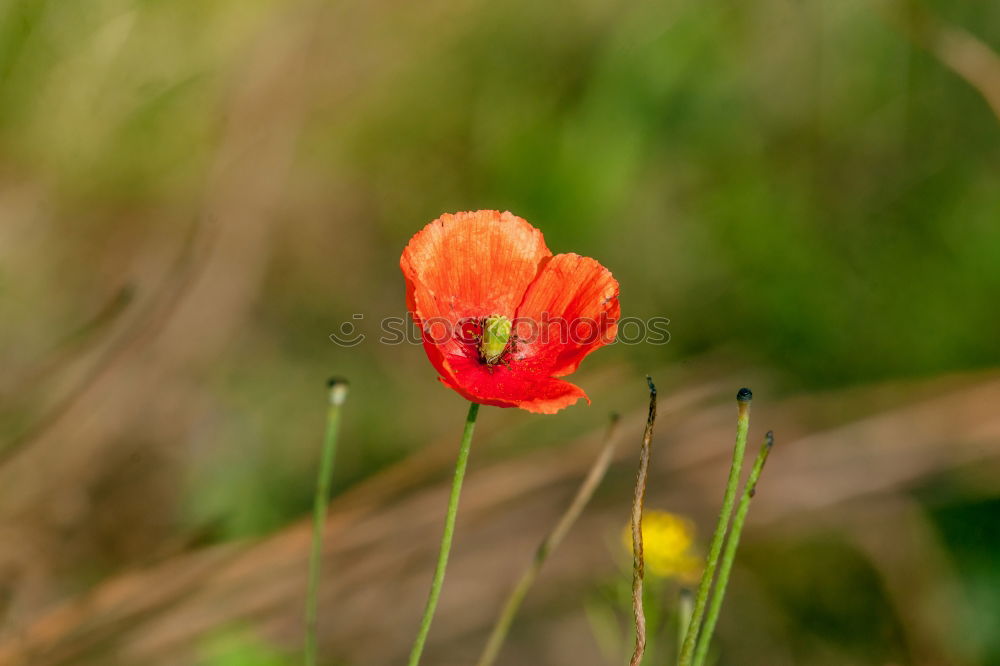 Similar – Image, Stock Photo last Flower Red Green