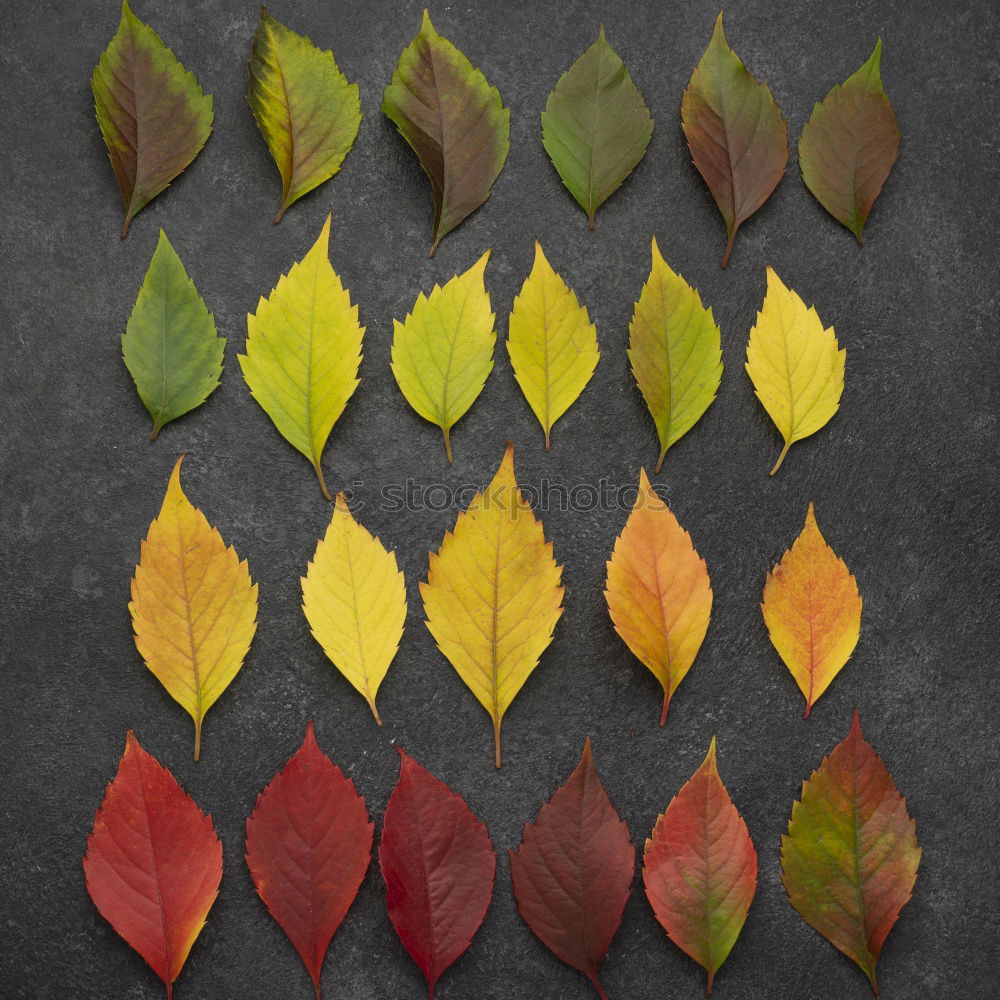 Similar – Autumn leaf on sidewalk