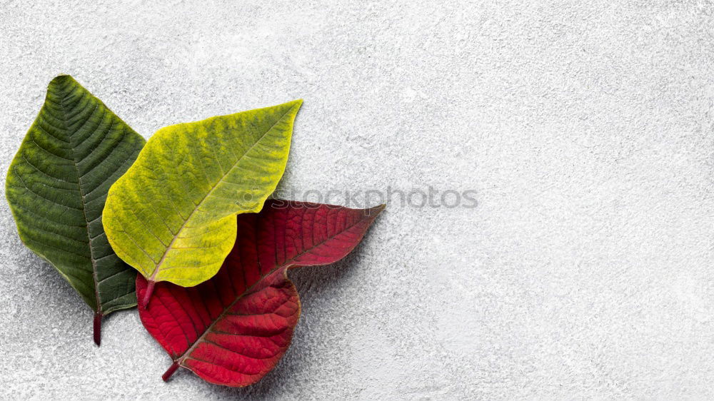 Similar – Red autumn leaves Still life