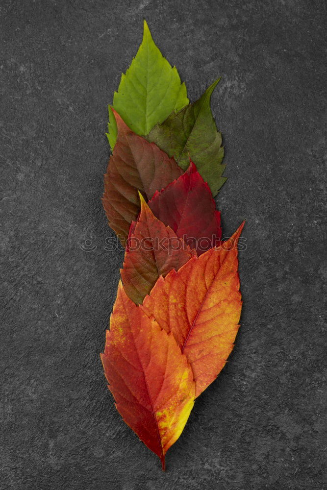 Similar – Image, Stock Photo Close-up of an autumnal yellow-brown coloured maple leaf on wood