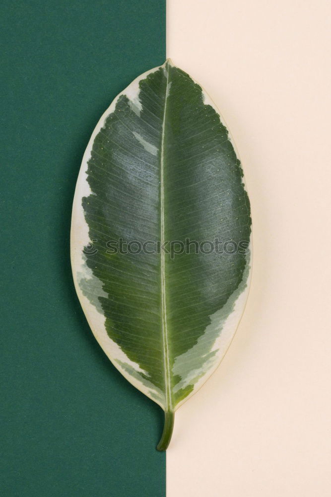 Similar – Autumn leaf on sidewalk