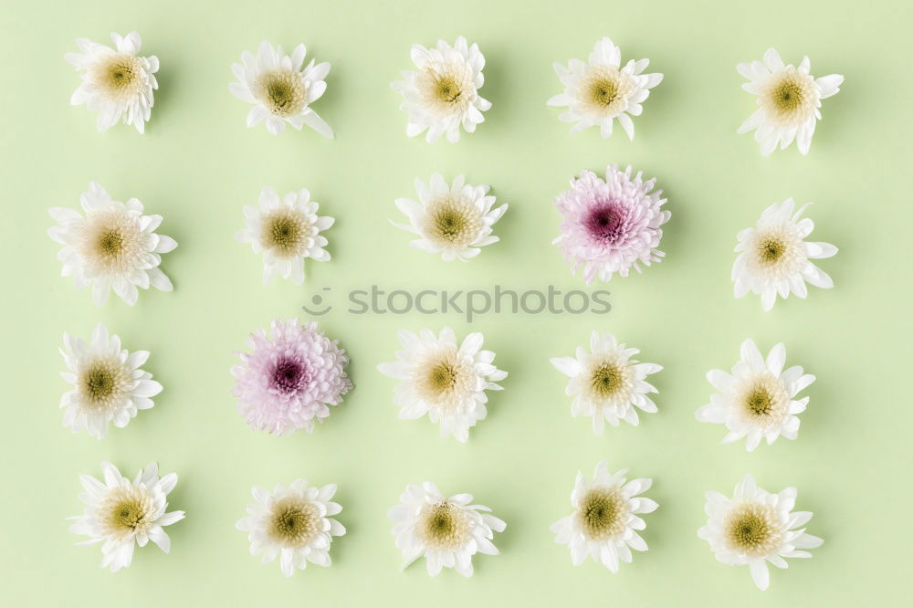 Similar – Daisies pattern Beautiful