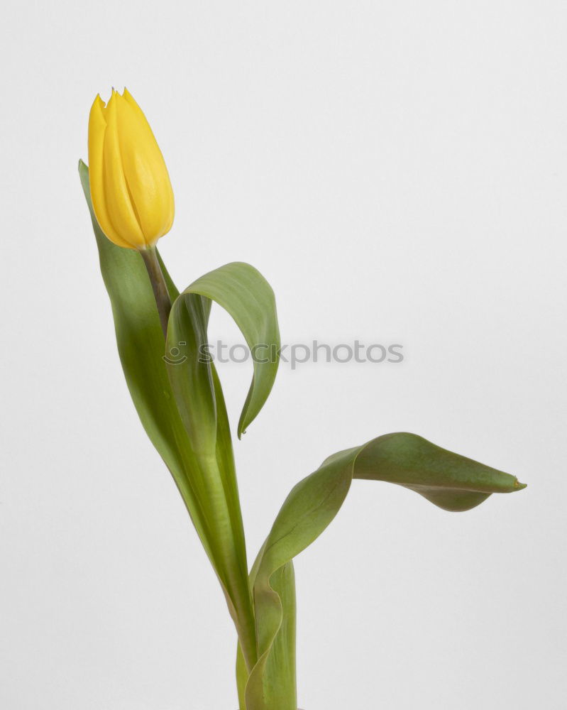 Similar – Image, Stock Photo tulip Snowboard