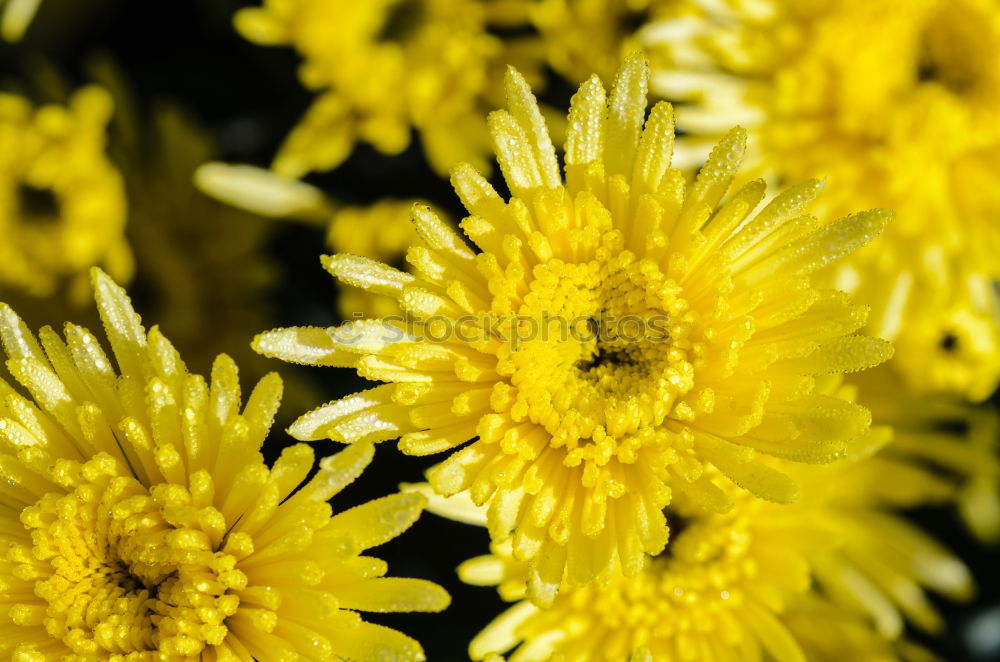 Similar – Foto Bild Sommer 2 gelb Blüte Blume