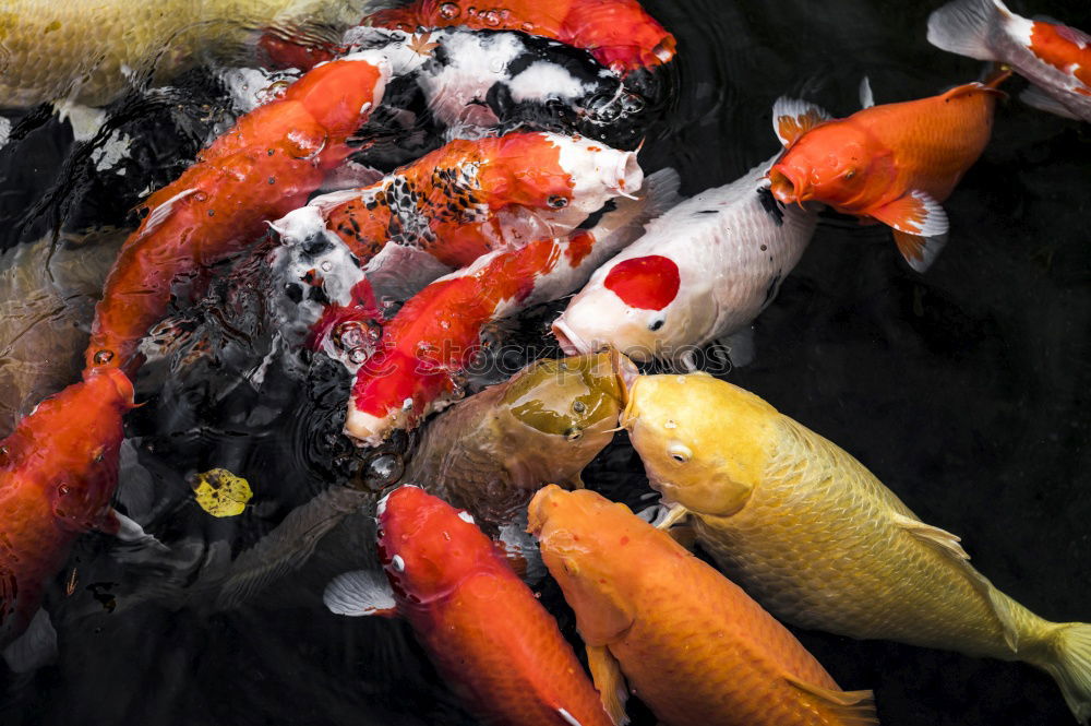 Image, Stock Photo food jogging Animal Water