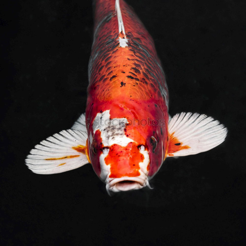 Similar – Image, Stock Photo Genuinely cute Goldfish