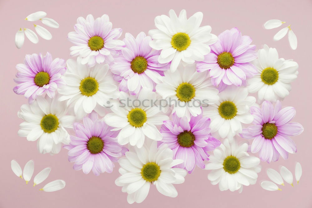 Similar – Image, Stock Photo Three Purple Cosmea flowers against neutral background