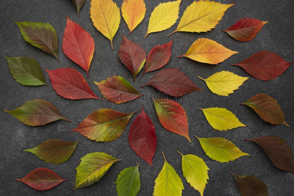 Similar – Nahaufnahme eines herbstlich gelb-braun gefärbten Ahornblattes  auf Holz