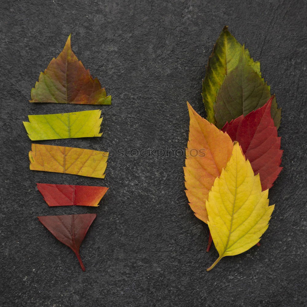 Similar – Red autumn leaves Still life