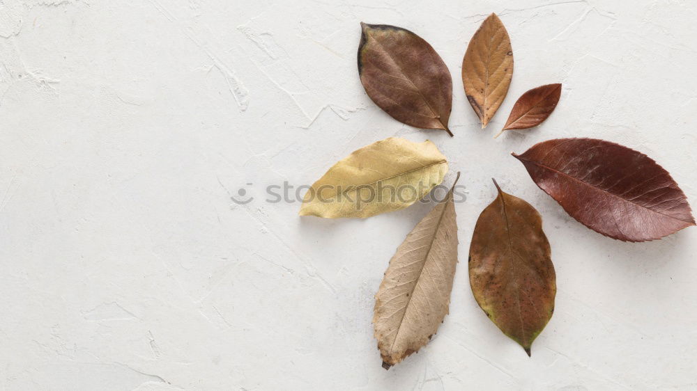 Similar – Image, Stock Photo Herbarium. Brown leaf on paper background