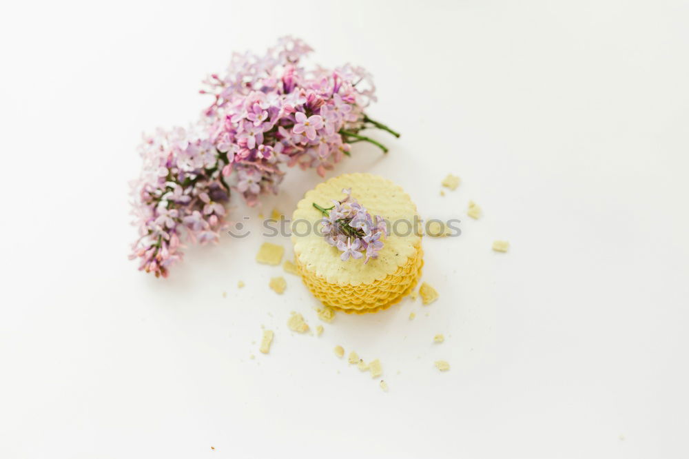 Similar – Image, Stock Photo Leaves and pink flower frame on white bakcground