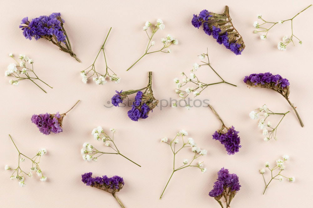 Similar – Pansy bundles of flowers