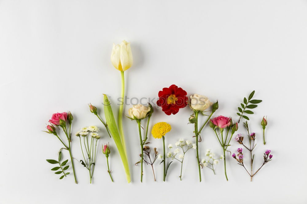 Similar – Image, Stock Photo spring bloomers Nature