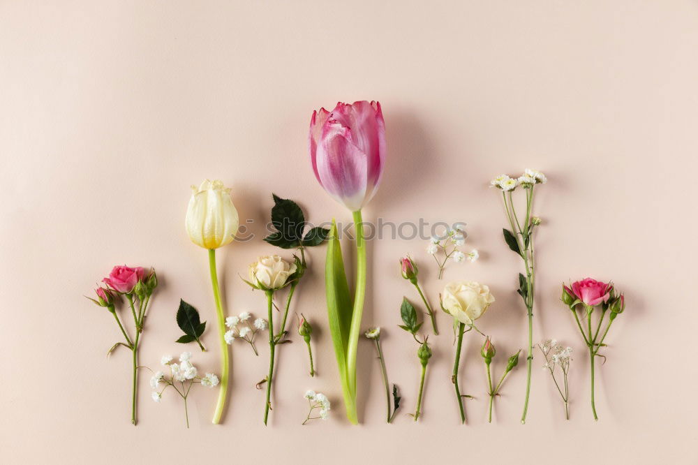 Similar – Image, Stock Photo Beautiful tulips on pink paper, top view