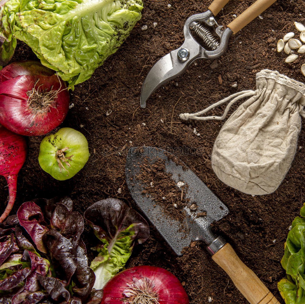 Similar – Image, Stock Photo young garlic tied in a bundle