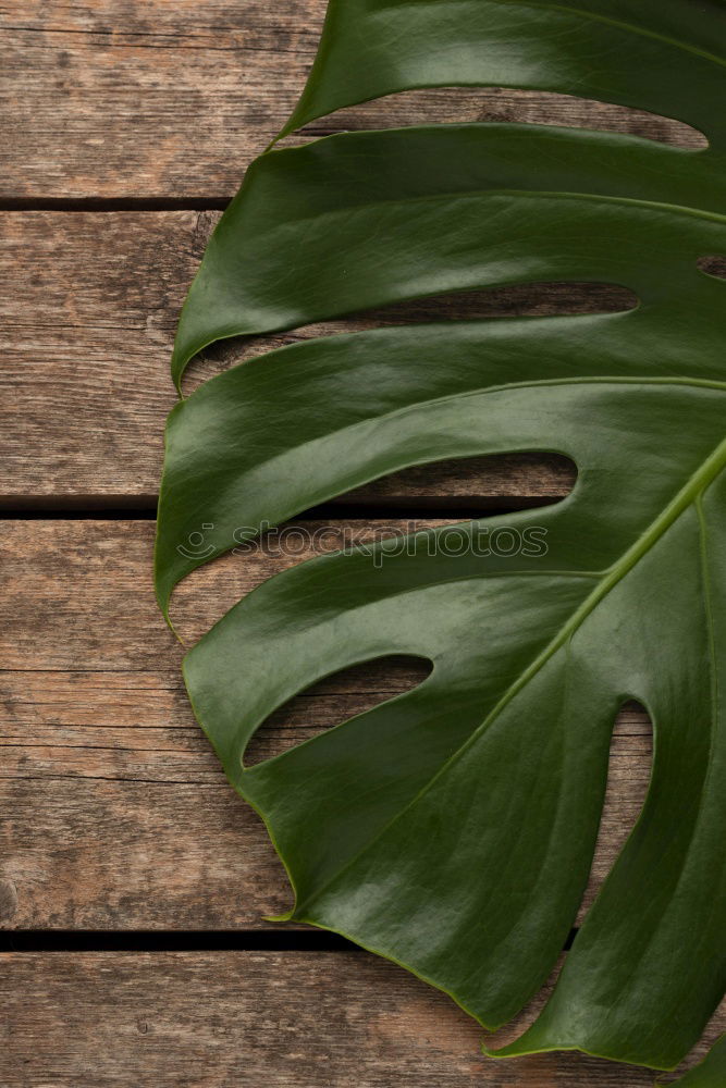 Similar – Image, Stock Photo Creative layout made of green leaves