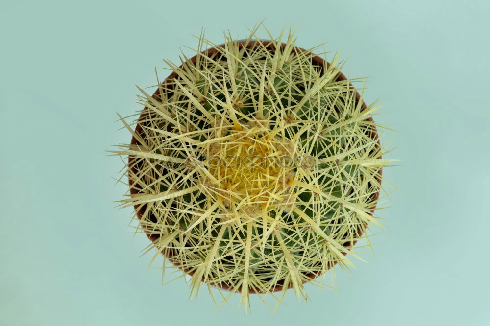 Similar – cactus Cactus Green Thorny