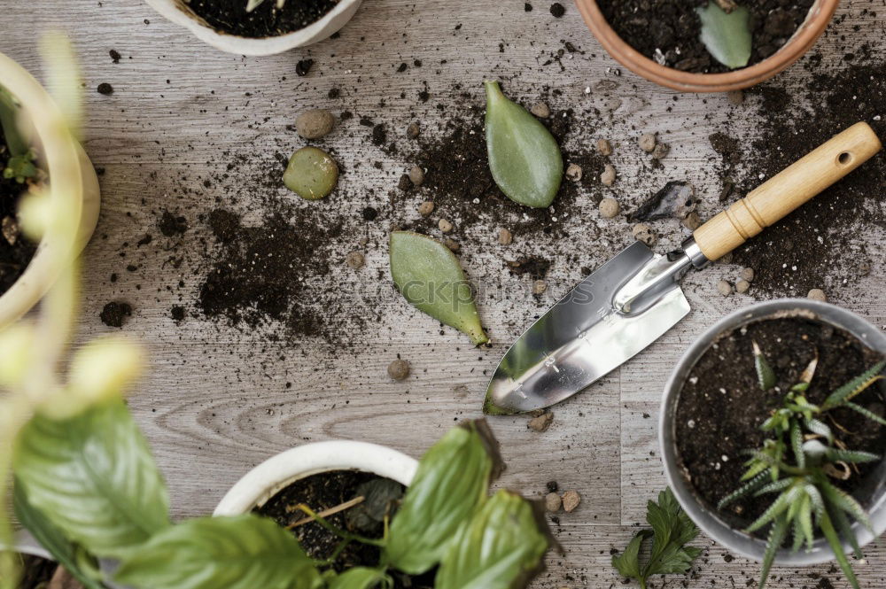 Similar – Image, Stock Photo Woman’s hands transplanting plant.