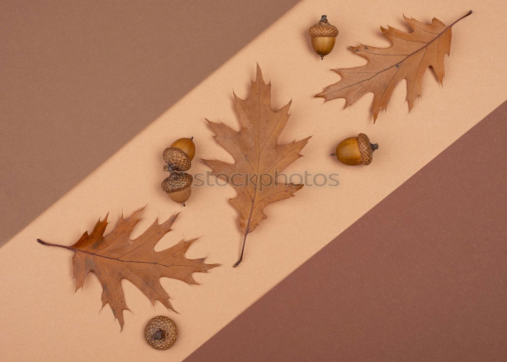 Similar – OAK LEAF WET-DRY Oak leaf