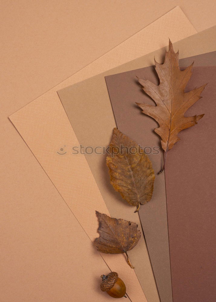 Similar – a paper picture with a rippled edge from the 1960s with a toddler in a pram lies on a wooden board next to leaves