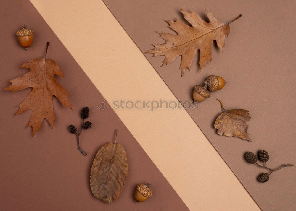 Similar – Image, Stock Photo autumnal greetings with envelope, leaves and fruits