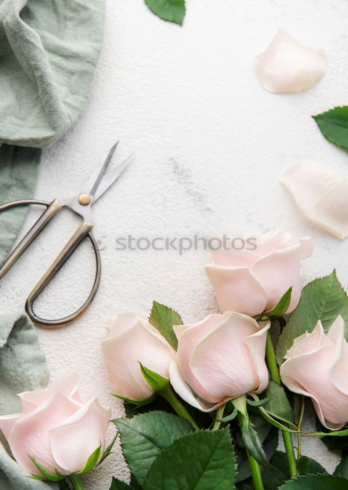 Similar – Summer flowers and scissors