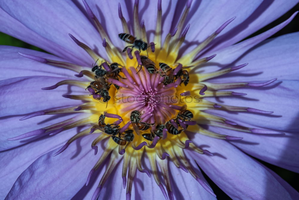 Similar – pink, yellow, green, anemone