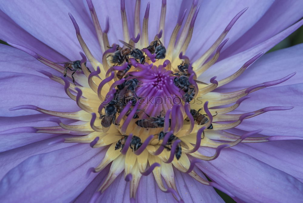 Similar – pink, yellow, green, anemone