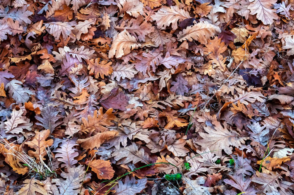 Similar – Image, Stock Photo Leaves during thunderstorms