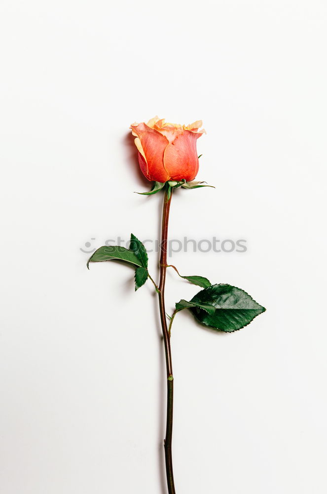 Similar – Pink flower in blue vase