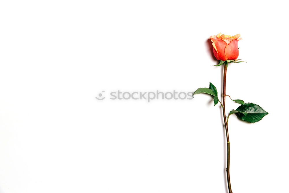 Similar – Image, Stock Photo Four oh oh Plant Flower