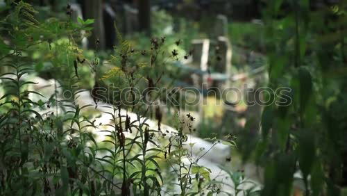 Similar – Image, Stock Photo Circular saw cat sleeps