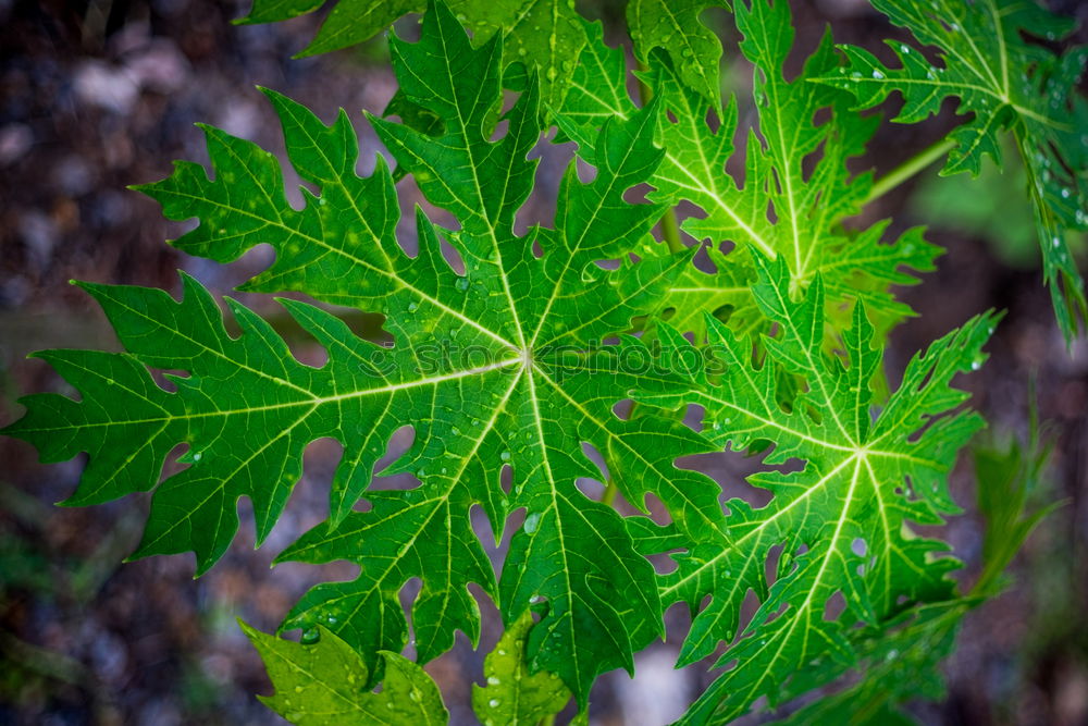 Similar – Image, Stock Photo symmetry Garden Gardening