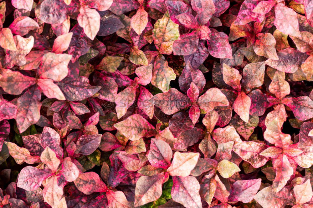 Similar – Foto Bild Rosa grüne Pflanzen