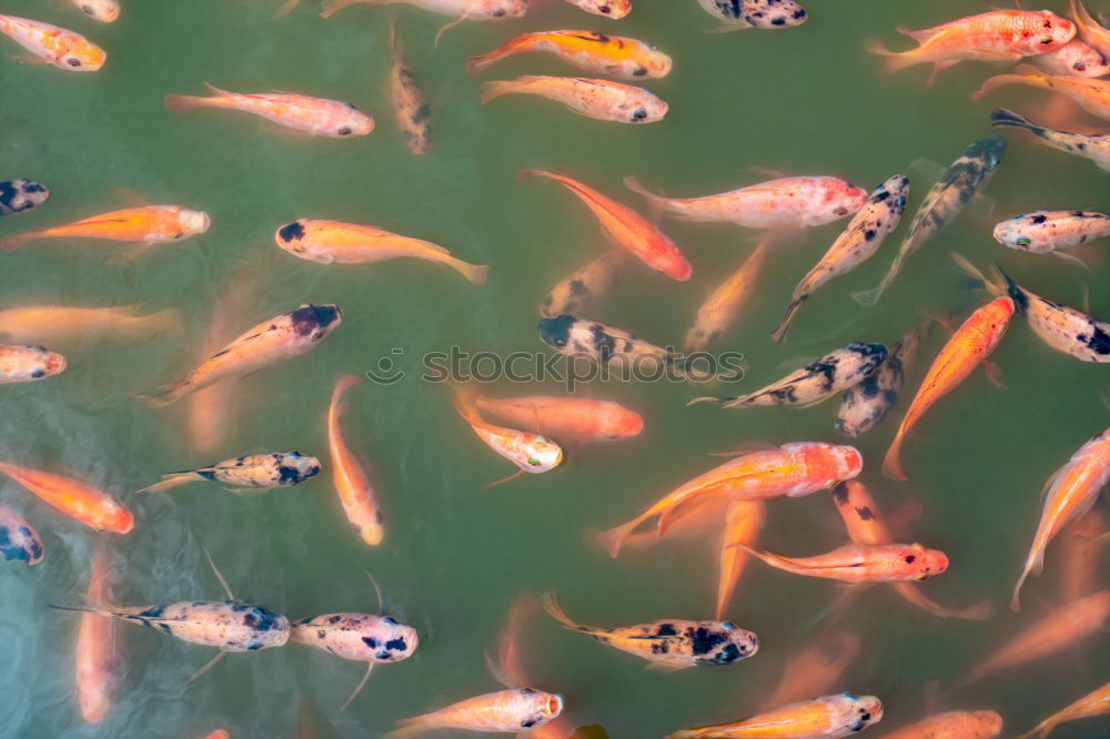 Similar – Golden fishes Goldfish