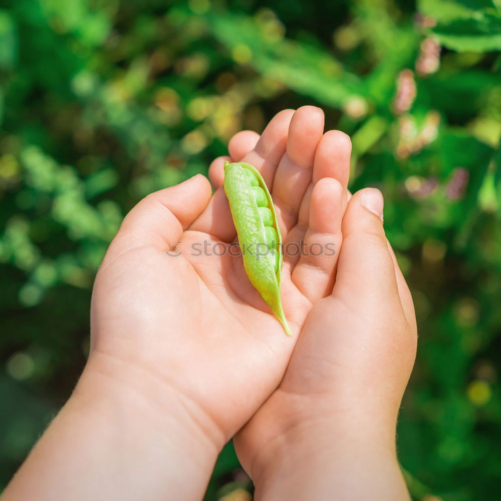 Similar – Image, Stock Photo fresh organic peas harvest