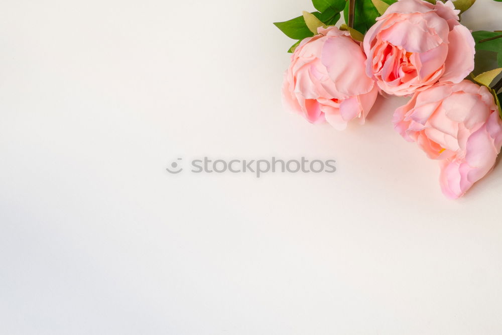 Similar – Vase with tulips on white table